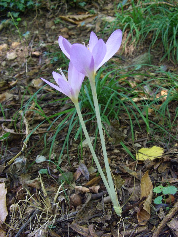 Impatiens balfourii e Colchicum autumnale